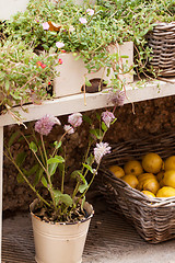 Image showing fresh green different herbs and flowers on window outdoor 