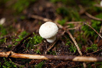 Image showing brown mushroom autumn outdoor macro closeup 