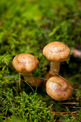 Image showing brown mushroom autumn outdoor macro closeup 