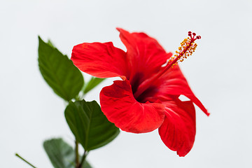 Image showing beautiful red hibiscus flower in summer outdoor