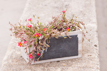 Image showing small chalkboard copyspace in decorative flower pot outdoor