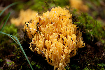 Image showing ramaria mushroom detail macro in forest autumn seasonal