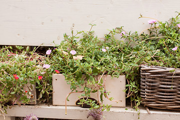 Image showing fresh green different herbs and flowers on window outdoor 