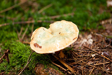 Image showing brown mushroom autumn outdoor macro closeup 