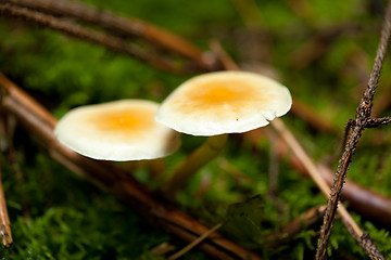 Image showing brown mushroom autumn outdoor macro closeup 