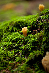 Image showing ramaria mushroom detail macro in forest autumn seasonal