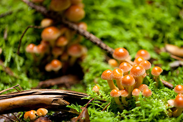 Image showing group of brown mushrooms in forest autumn outdoor 
