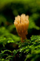 Image showing ramaria mushroom detail macro in forest autumn seasonal