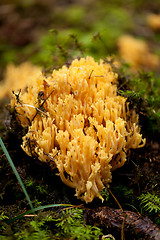 Image showing ramaria mushroom detail macro in forest autumn seasonal