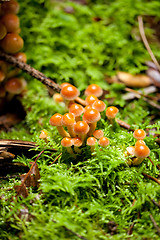 Image showing group of brown mushrooms in forest autumn outdoor 