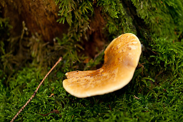 Image showing brown mushroom autumn outdoor macro closeup 