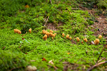 Image showing ramaria mushroom detail macro in forest autumn seasonal