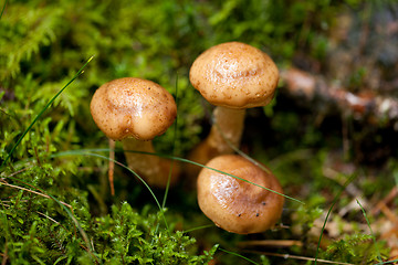 Image showing brown mushroom autumn outdoor macro closeup 