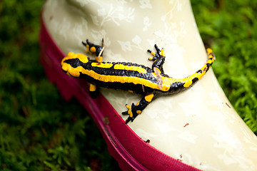 Image showing fire salamander salamandra closeup in forest outdoor