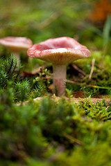 Image showing brown mushroom autumn outdoor macro closeup 