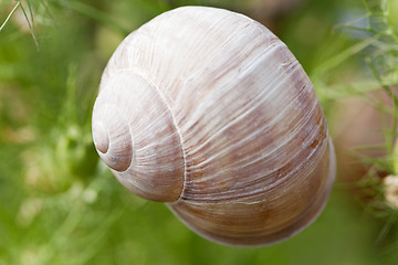 Image showing brown snail sitting on geen tree macro closeup