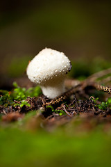 Image showing brown mushroom autumn outdoor macro closeup 