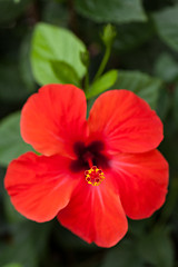 Image showing beautiful red hibiscus flower in summer outdoor