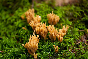 Image showing ramaria mushroom detail macro in forest autumn seasonal