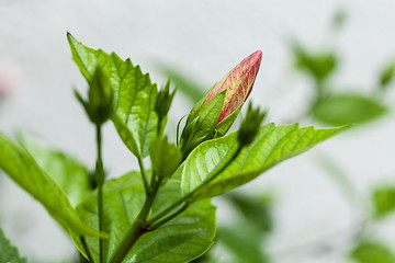 Image showing beautiful red hibiscus flower in summer outdoor