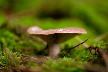 Image showing brown mushroom autumn outdoor macro closeup 