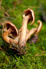 Image showing brown mushroom autumn outdoor macro closeup 