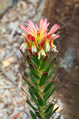 Image showing Crackerjack Red Flowering in rockery