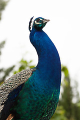 Image showing Peacock Portrait