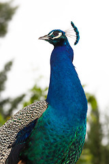 Image showing Peacock Portrait Closeup