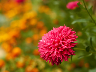 Image showing Aster on a flowerbed