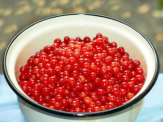 Image showing Red viburnum berries in an enamel pan