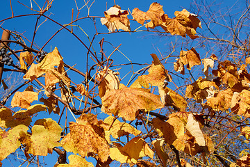 Image showing Yellow and scarlet leaves on a grapes bush