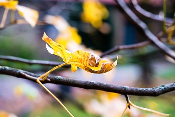 Image showing Chestnut in autumn