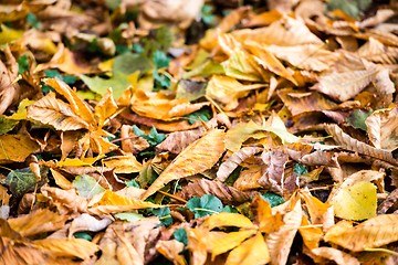 Image showing Autumn Chestnut Leaves