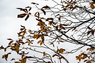 Image showing Chestnut against autumn sky