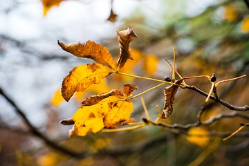 Image showing Chestnut in autumn