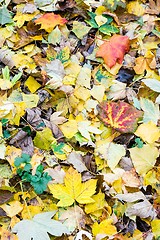 Image showing Autumn Leaves