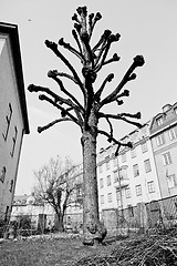Image showing Old tree in Stockholm, Sweden