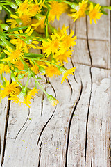 Image showing wild yellow flowers