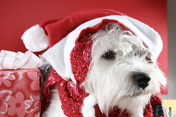 Image showing White puppy