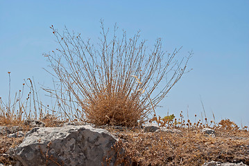 Image showing Grass on the cliff.