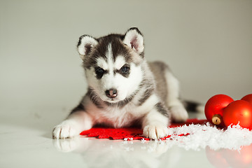 Image showing newborn puppy