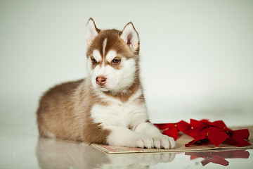 Image showing newborn puppy