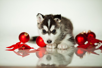 Image showing newborn puppy