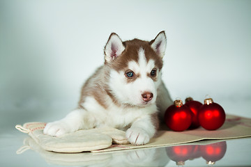 Image showing newborn puppy