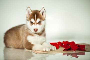 Image showing newborn puppy