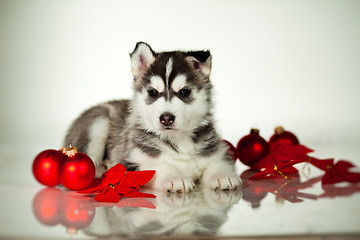 Image showing newborn puppy