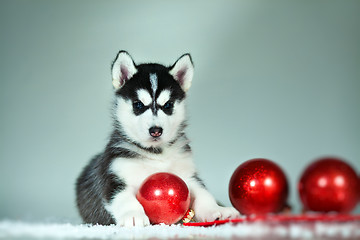 Image showing newborn puppy