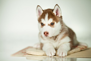 Image showing newborn puppy