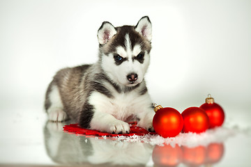 Image showing newborn puppy